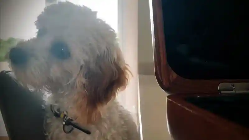 Daisy Singing